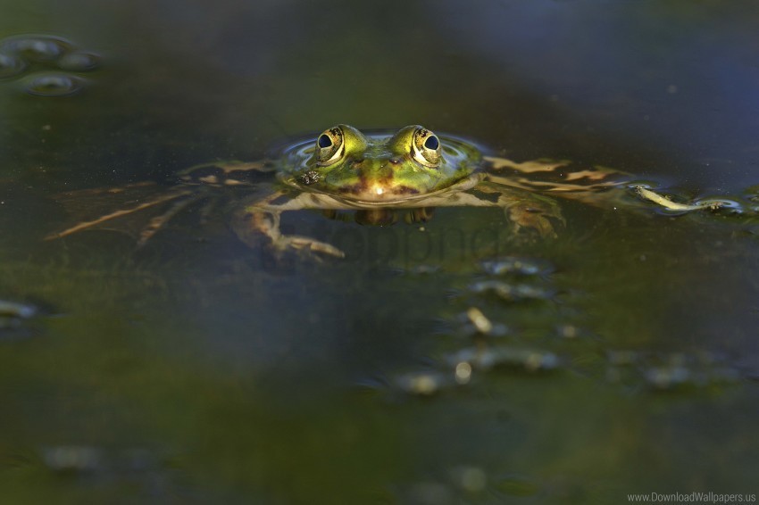 eyes frog pond water wallpaper PNG files with transparent elements wide collection