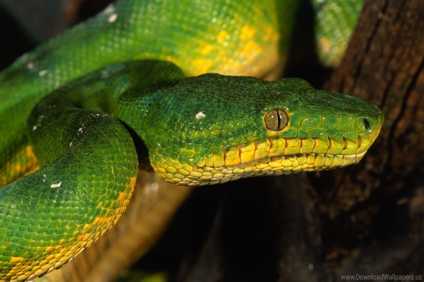 eyes green scales snake wallpaper PNG images for personal projects