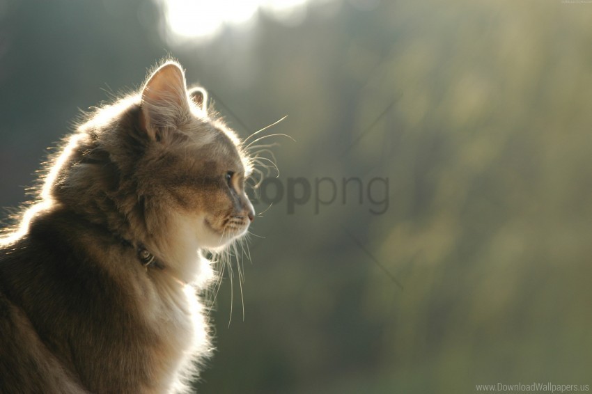 face fluffy kitten light waiting wallpaper PNG with transparent background free
