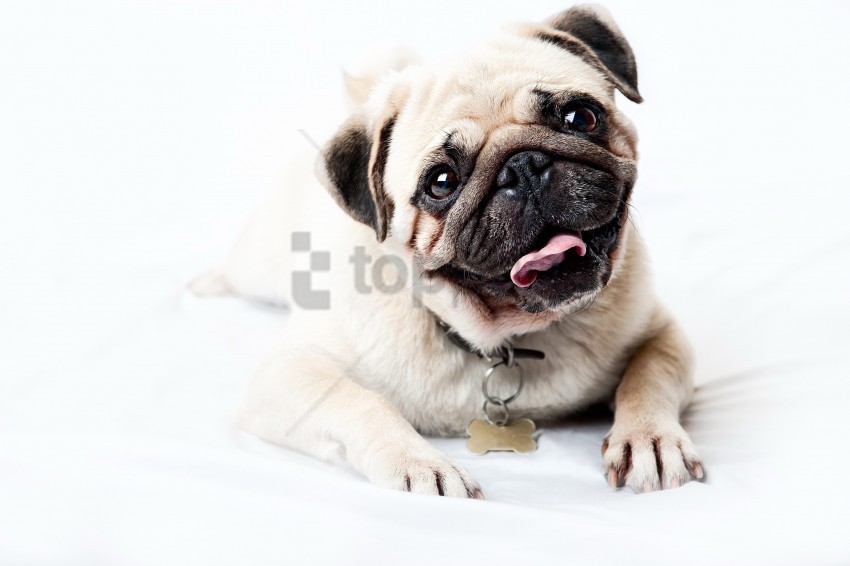 face happy look pug puppy wallpaper Clear Background Isolated PNG Graphic