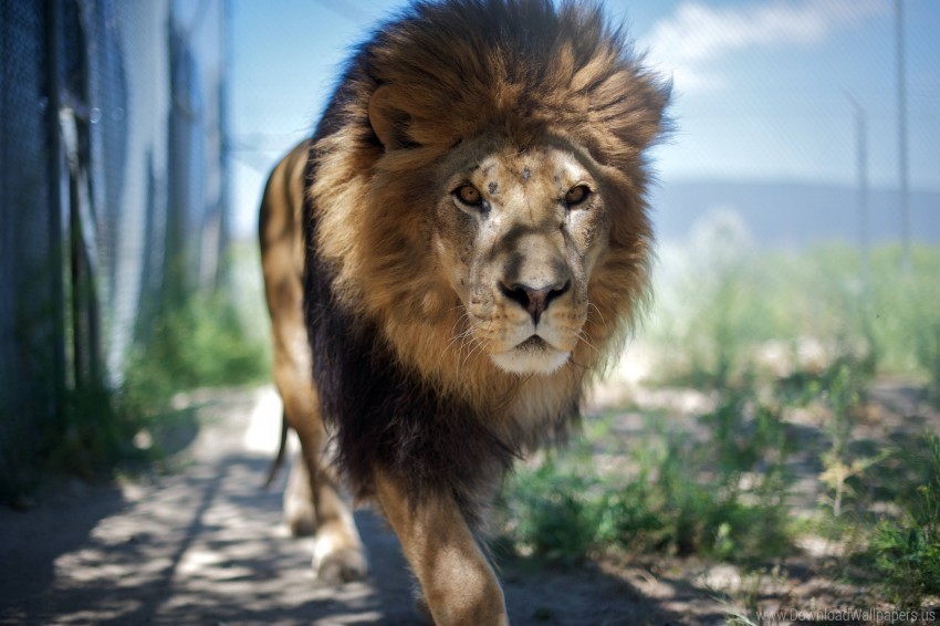 face lion mane predator wallpaper Isolated Item on Transparent PNG Format