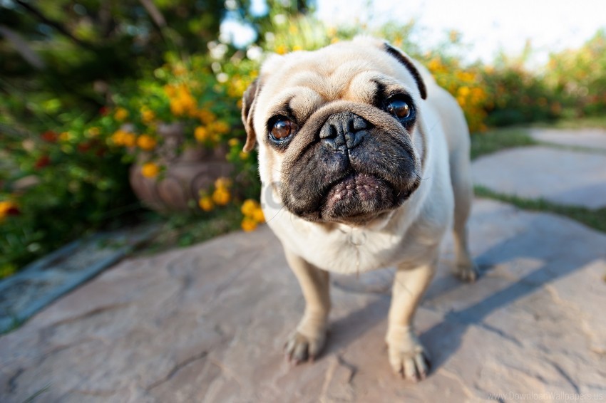 face pug puppy wallpaper Clear Background PNG Isolation