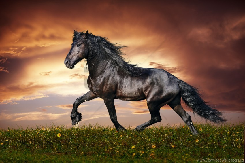 field flowers grass horse running sunset wallpaper PNG Image Isolated with High Clarity