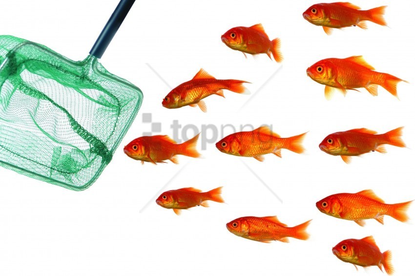 Fish Landing Net Pack White Background Wallpaper PNG Images With Alpha Channel Diverse Selection