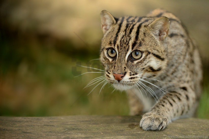 fishing cats paw snout wild cat wallpaper Free PNG file