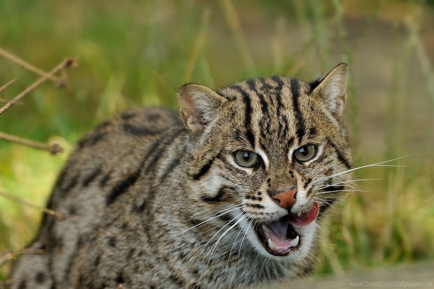 fishing cats predator wild cats wallpaper Transparent PNG graphics complete collection