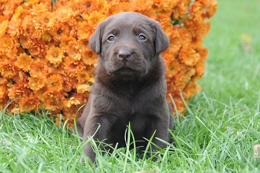 flowers grass muzzle puppy wallpaper PNG for free purposes