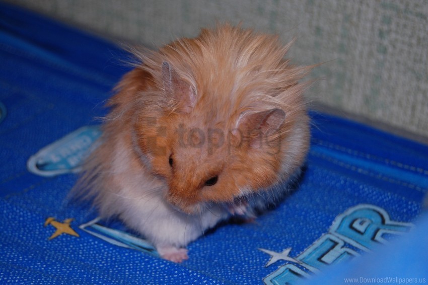 fluffy hamster rug wallpaper Isolated Item in HighQuality Transparent PNG