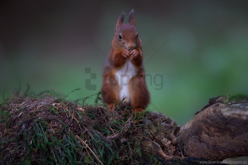 food moss red squirrel stones wallpaper Isolated Graphic on HighQuality PNG