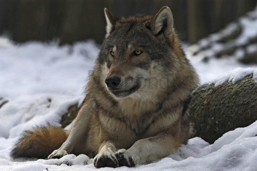 forest leader male winter wolf wallpaper Isolated Subject on HighResolution Transparent PNG