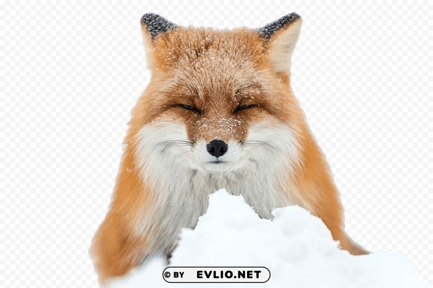 Fox - Image with Transparency - ID b8f37c1f Isolated Character on Transparent Background PNG
