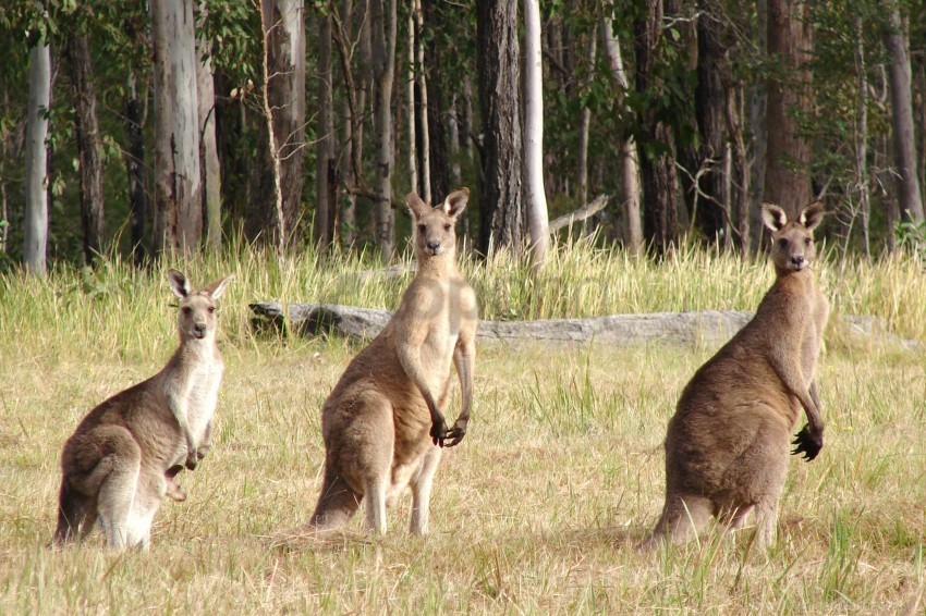 furry hopping kangaroos wallpaper Clear Background Isolated PNG Illustration