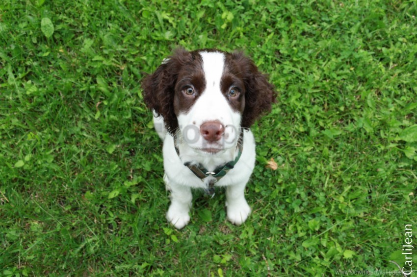 Grass Look Puppy Sit Spaniel Wallpaper Transparent Image