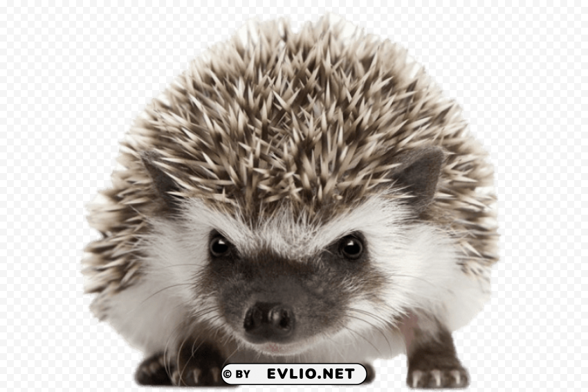 hedgehog front view Transparent Background PNG Isolated Illustration