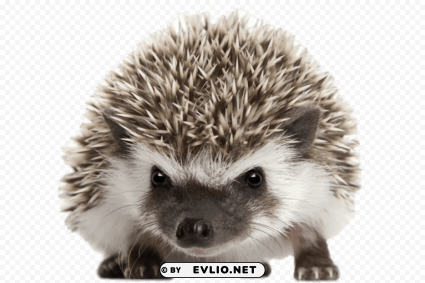 Hedgehog Front View Transparent Background PNG Isolated Illustration