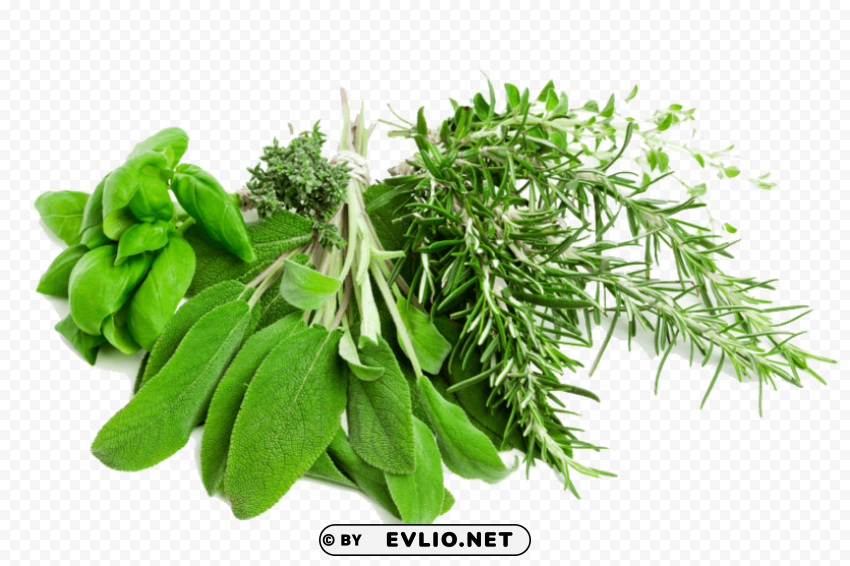 PNG image of herb file Transparent PNG images wide assortment with a clear background - Image ID 0afe63c3