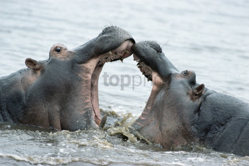 hierarchy hippos male struggle wallpaper PNG Image with Transparent Isolated Design