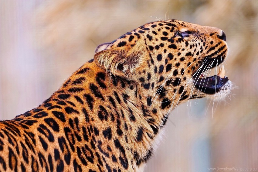 jump leopard muzzle predator wallpaper PNG isolated