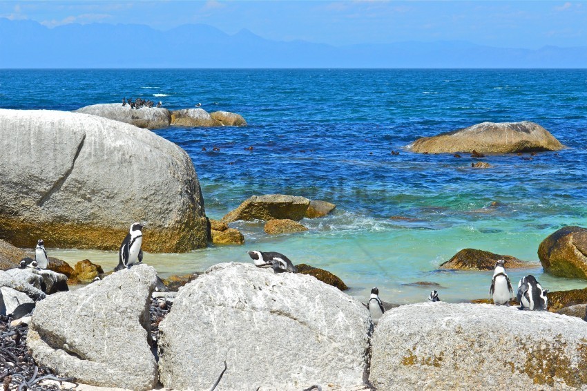 landscape penguins rocks sea wallpaper Isolated Subject on Clear Background PNG