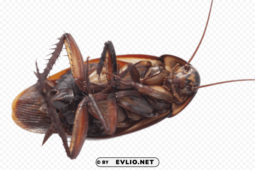 large cockroach on its back PNG graphics with clear alpha channel