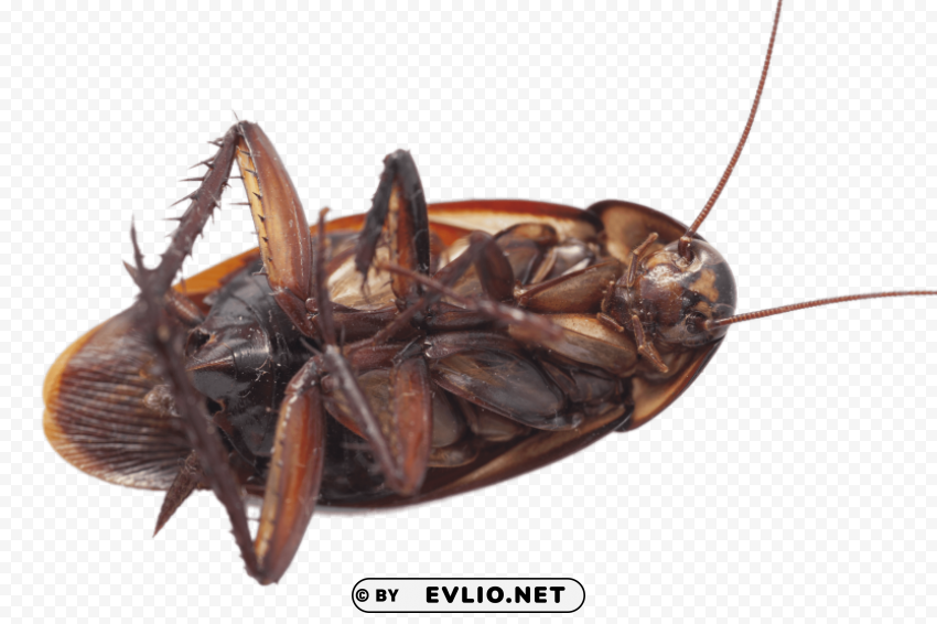 large cockroach on its back PNG graphics with clear alpha channel png images background - Image ID e814f7a0