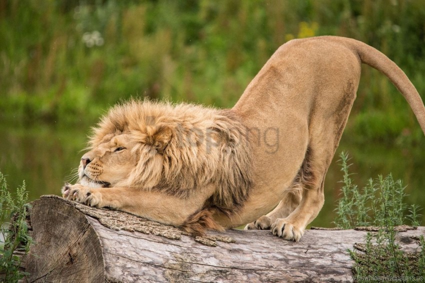 lion log predator stretch wallpaper Free PNG images with clear backdrop