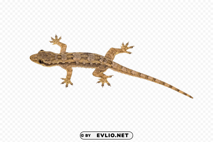 lizard free pictures PNG with clear overlay
