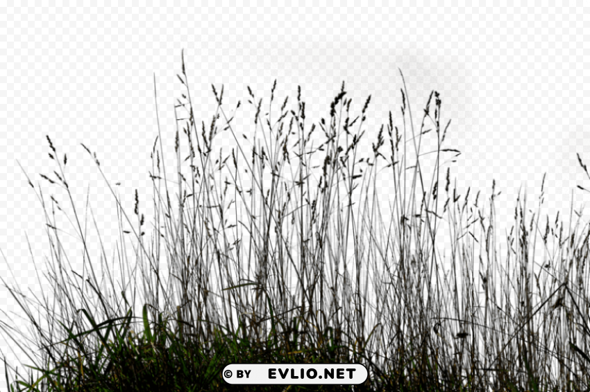 long grass Isolated Graphic in Transparent PNG Format