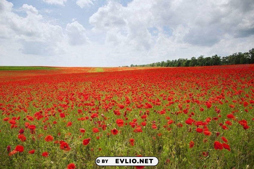 meadow with poppies PNG Isolated Object on Clear Background