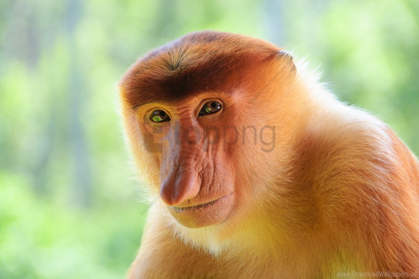 monkey muzzle nose wallpaper PNG images for printing