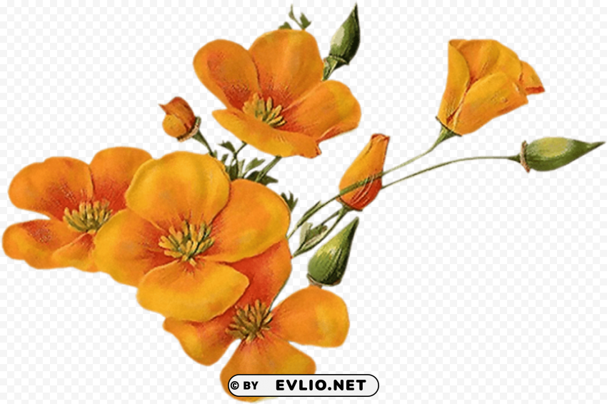 orange flowers PNG format with no background PNG transparent with Clear Background ID 87b41cec