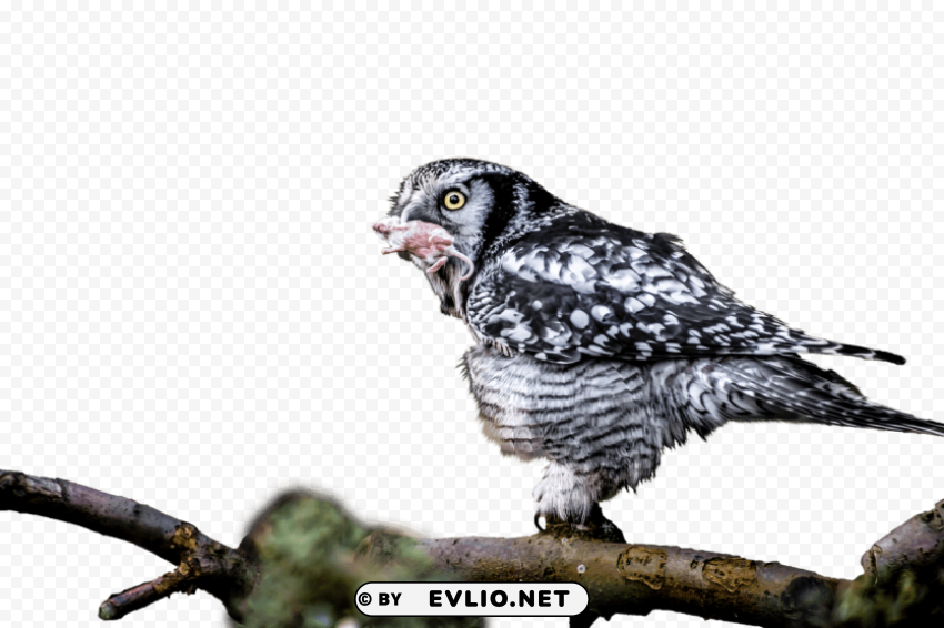 owl with catch in mouth Isolated Icon on Transparent Background PNG