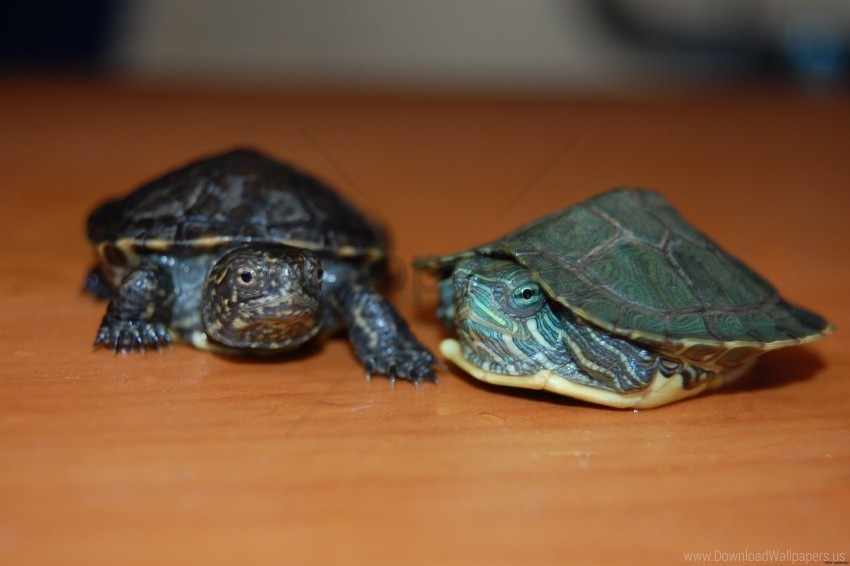 pair small table turtles wallpaper Clear PNG image