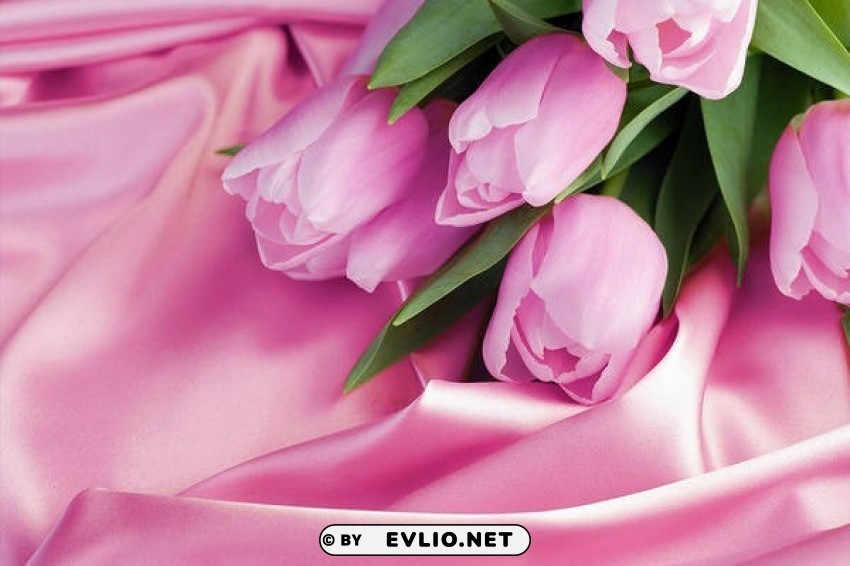 pink tulips on satin wallpaper Isolated Design Element in HighQuality Transparent PNG