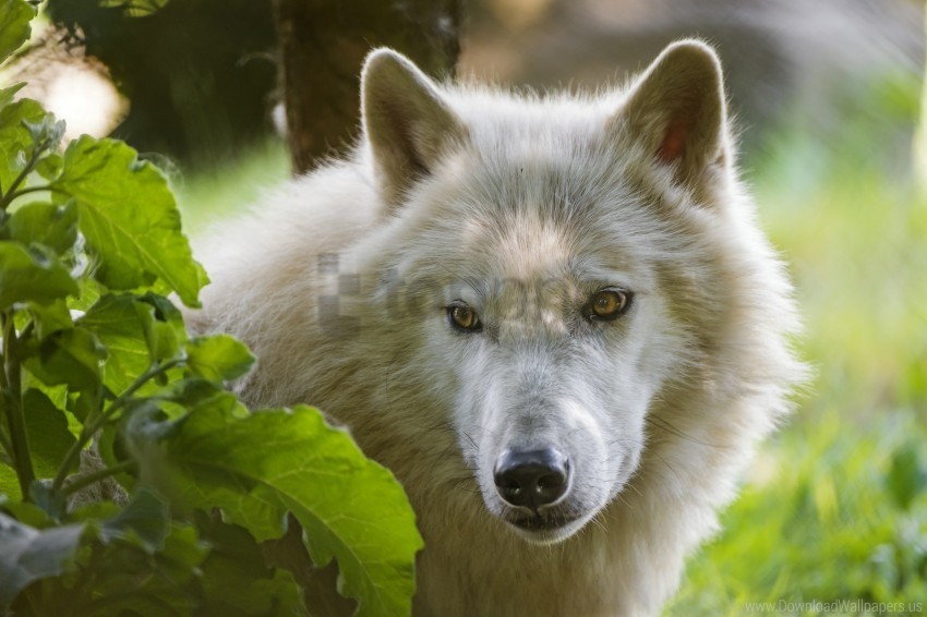 predatory view white wolf wallpaper PNG Image Isolated on Clear Backdrop