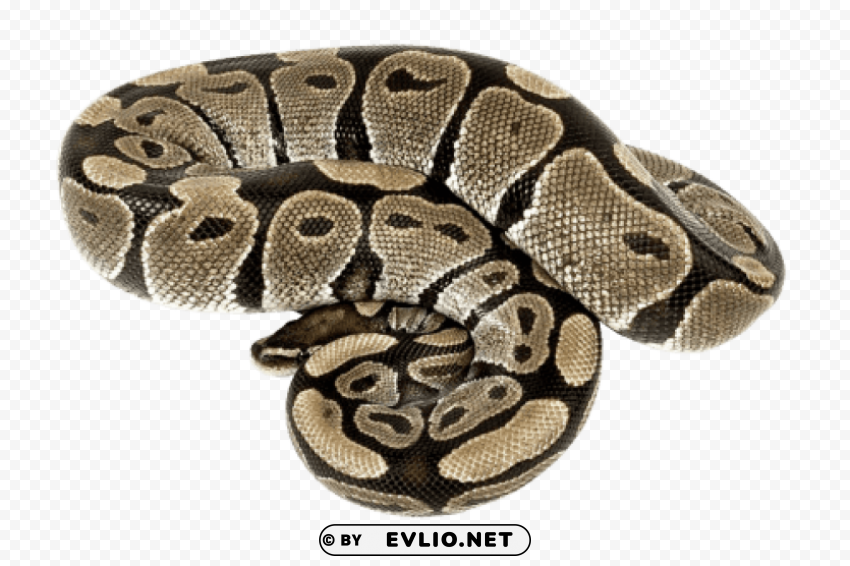 python photo Isolated Character on Transparent PNG