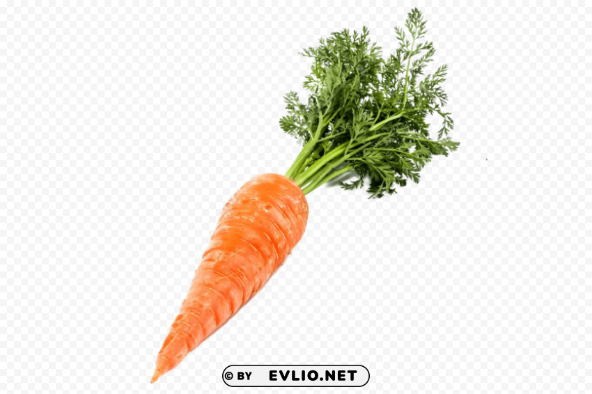 single carrot PNG with clear background extensive compilation