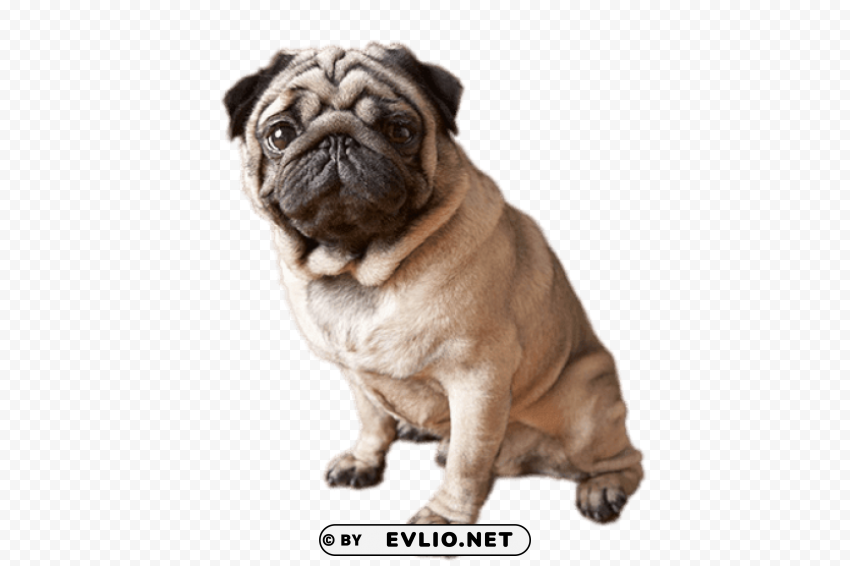 sitting pug PNG pictures with no background