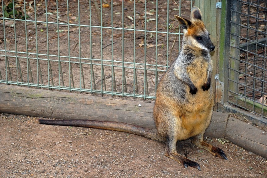 spotted swamp wallabies zoo wallpaper PNG Image Isolated with Transparent Clarity
