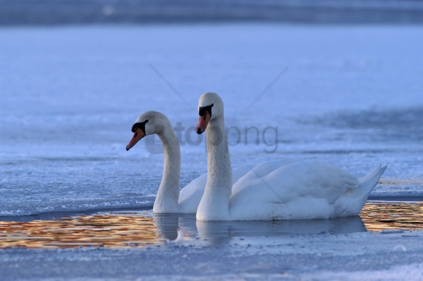 swan swim winter wallpaper Transparent Background Isolation of PNG