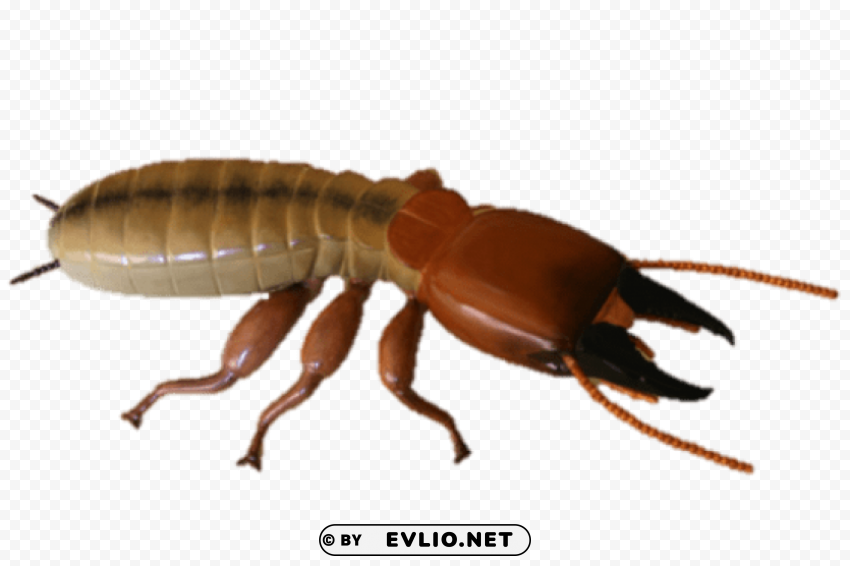 termite hd photo Free download PNG with alpha channel extensive images png images background - Image ID a700827a