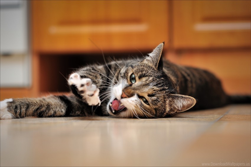 the cat is the floor yawning wallpaper Transparent Cutout PNG Graphic Isolation