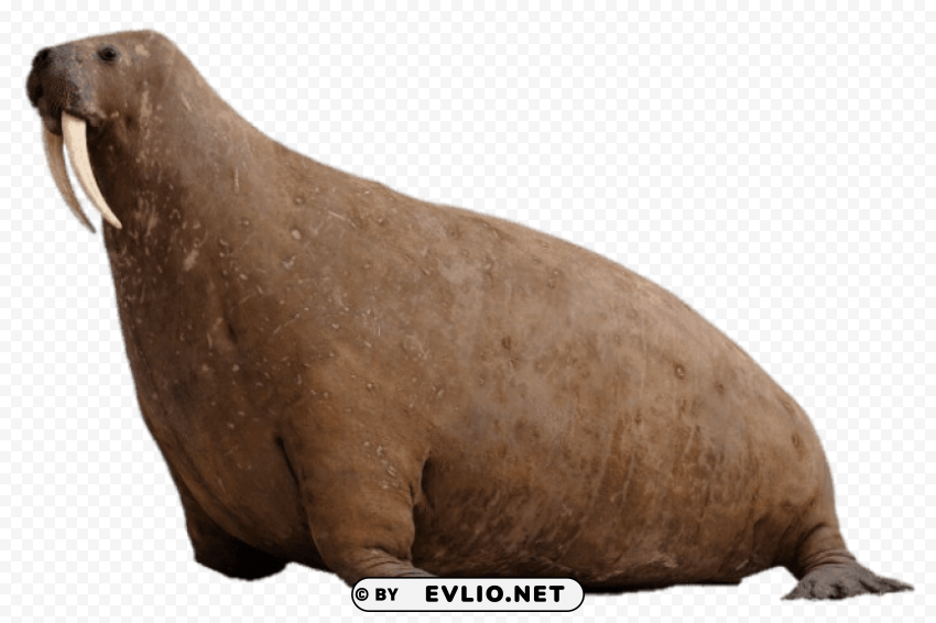 walrus at horniman museum PNG Image with Isolated Transparency