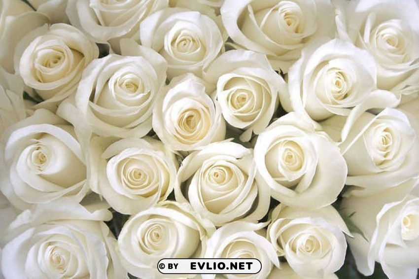 White Roses Isolated Object On Clear Background PNG