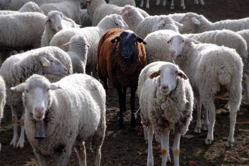 White Sheep Black Sheep HighQuality Transparent PNG Isolation