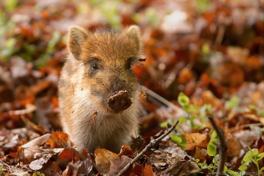 a baby wild boar wallpaper Transparent PNG images complete library