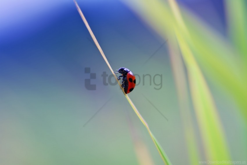 a blade of grass wallpaper PNG Graphic with Isolated Transparency