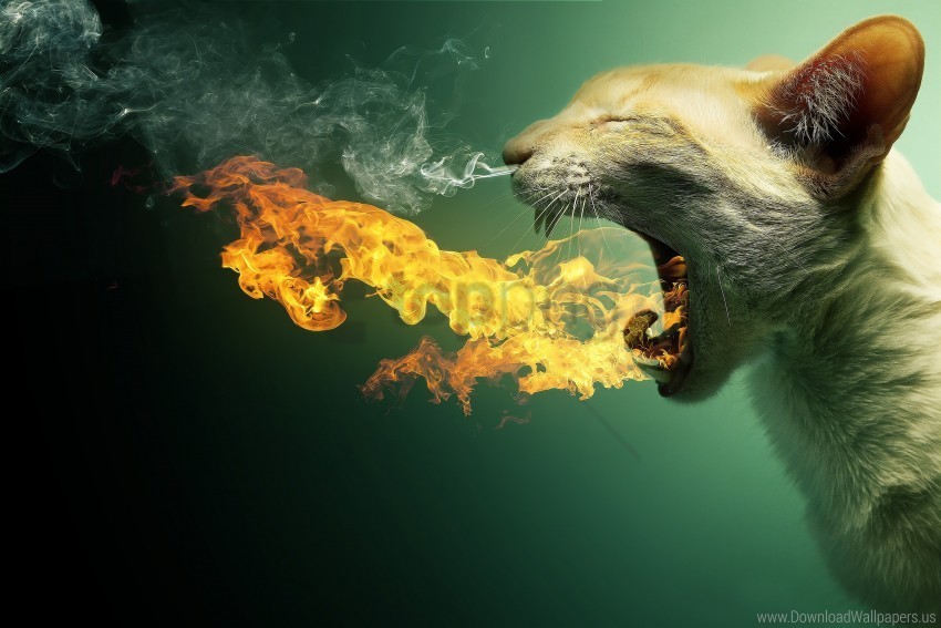 a cat on fire fall wallpaper PNG images with alpha transparency wide collection
