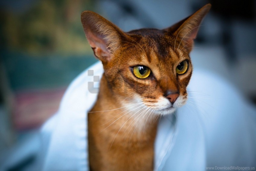 abyssinian cat beautiful cat eyes face wallpaper HighResolution Transparent PNG Isolated Item