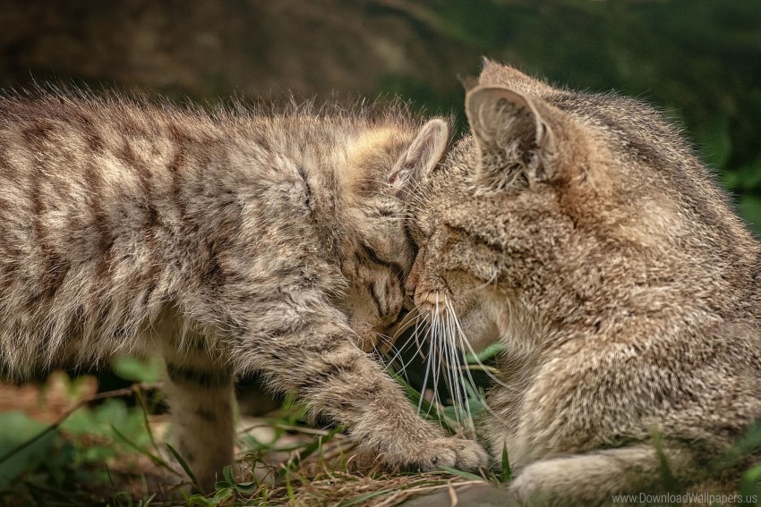 affection kitten motherhood wild cat wallpaper Clear background PNG images comprehensive package